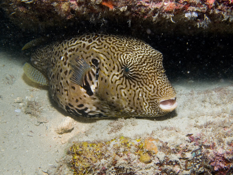 Boxfish
